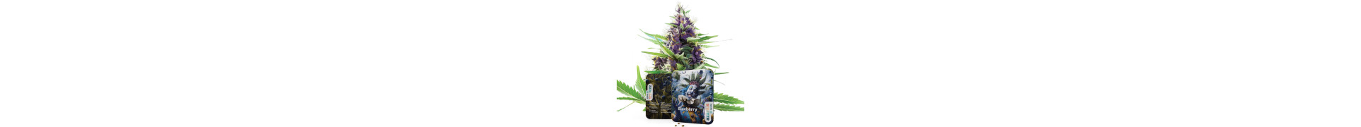 Blueberry Cannabis Samen | Premium Genetik | Azarius Shop