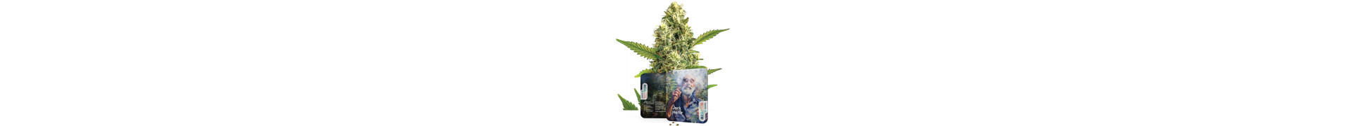 Jack-Herer-Sorten kaufen | Jack Herer Strain | Seeds