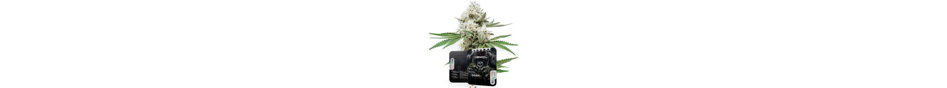 Gorilla Cannabis Samen | Premium Qualität | Azarius Shop